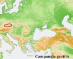 Campanula distribution map Campanula gentilis.png