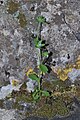 Campanula erinus Israel - Mount Carmel