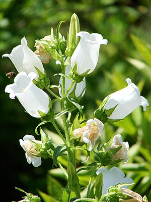 Mary's bellflower (Campanula medium)