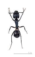 Miniatura para Camponotus