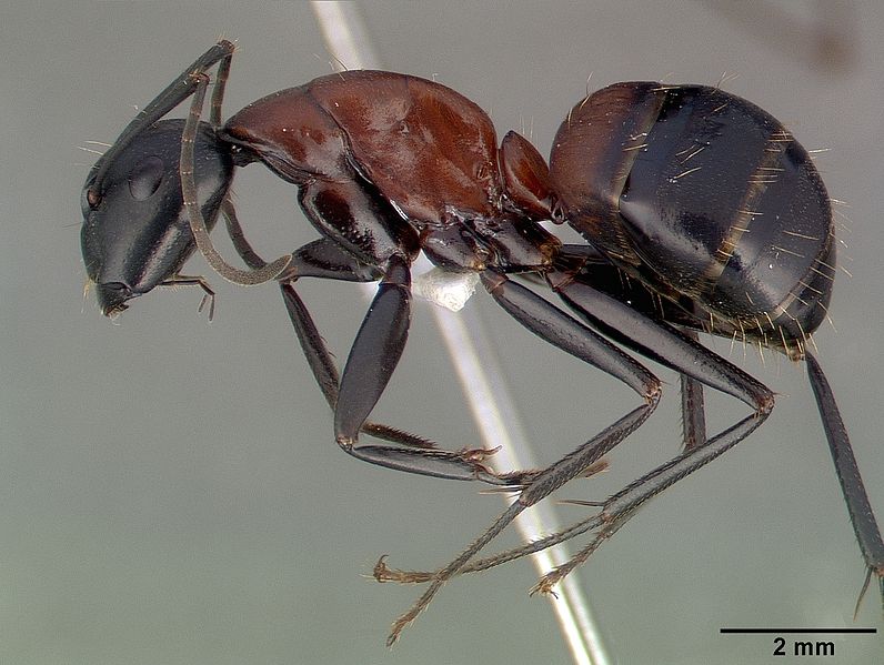 File:Camponotus obscuripes casent0008633 profile 1.jpg