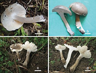 <i>Cantharocybe virosa</i> Species of fungus