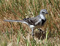 Wagtail, Cape Motacilla capensis