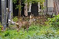 * Nomination Roe buck at Central Cemetery, Vienna, Austria --Uoaei1 06:18, 2 December 2022 (UTC) * Promotion  Support Good quality. --Tournasol7 06:48, 2 December 2022 (UTC)