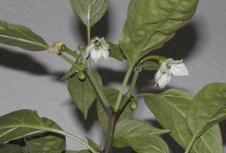 Tập tin:Capsicum annuum Bluete.jpg