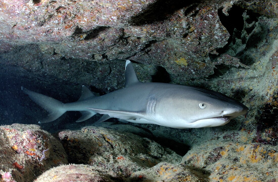 File:Carcharhinus albimarginatus-shark.jpg