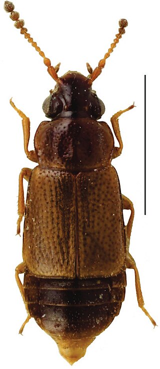 <i>Carcinocephalus</i> Genus of beetles