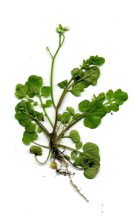 Cardamine hirsuta.jpg