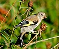 Goldfinch