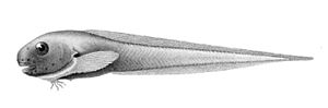 Drawing of a young fish from “Den Norske Nordhavs-Expedition, 1876–1878”.  Adult fish are much more stocky.