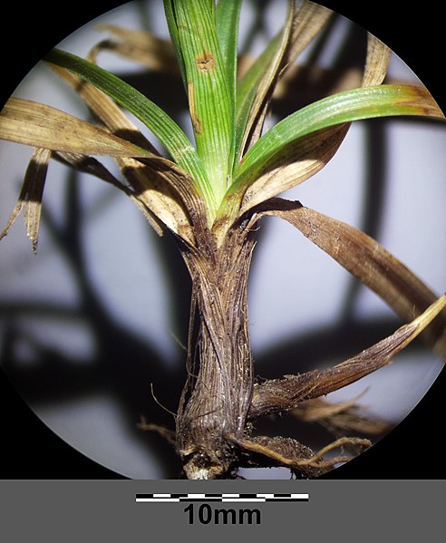 File:Carex caryophyllea sl20.jpg