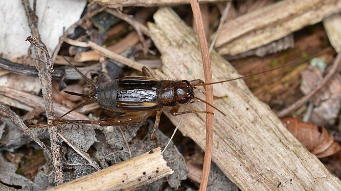 True Cricket (Gryllidae), Female