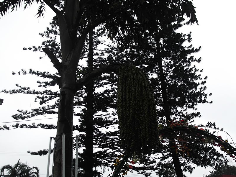 File:Caryota urens-2-yercaud-salem-India.JPG