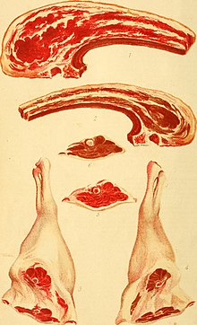 Meat cuts as depicted in Cassell's dictionary of cookery (1892) Cassell's dictionary of cookery - containing about nine thousand recipes (1892) (14770089371).jpg