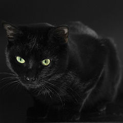 240px-Cat---Black---Moertel---%28Gentry%29