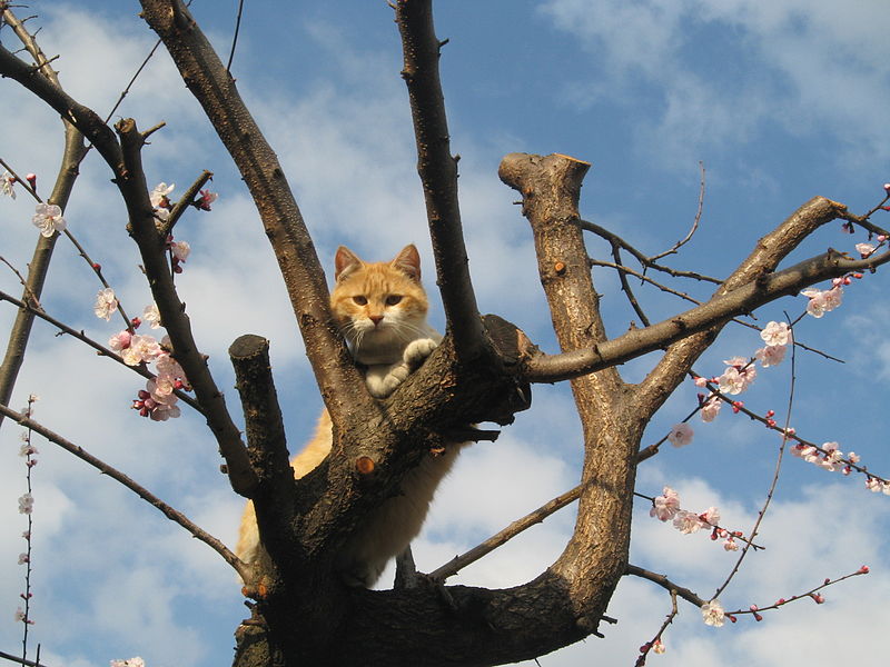 File:Cat on the tree 3.jpg