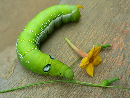 Caterpillar and yellow flower