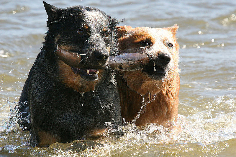 File:Cattle dogs swimming.jpg