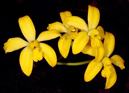 Cattleya esalqueana Orchi 012.jpg