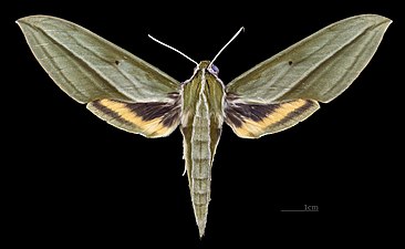 Cechenena pollux ♀