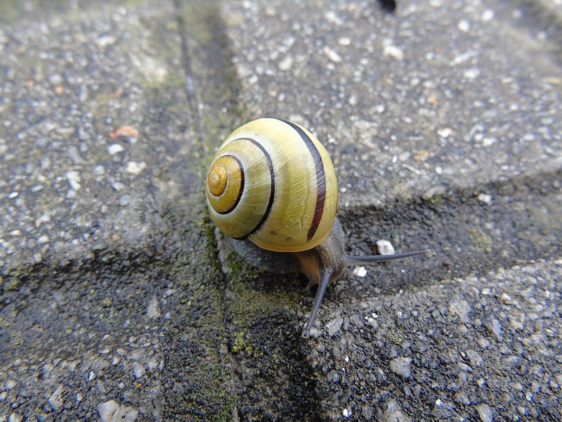 File:Cepaea nemoralis.002 - Ribadeo.jpg