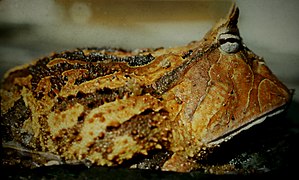 Crapaud cornu du Brésil (Ceratophrys cornuta)