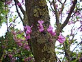 Arbre de Judée