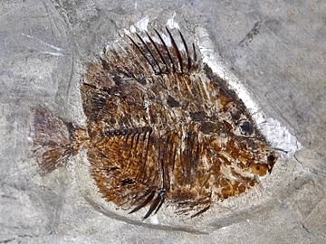 Fossil of Chaetodon species Chaetodontidae - Chaetodon species.JPG