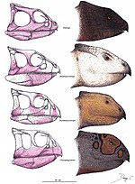 Miniatuur voor Chaoyangsauridae