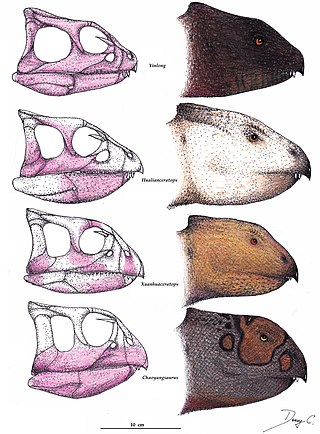 <span class="mw-page-title-main">Chaoyangsauridae</span> Family of ceratopsian dinosaurs