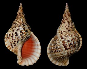 Charonia tritonis