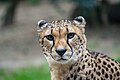 Image 352Cheetah (Acinonyx jubatus), Lisbon Zoo, Portugal