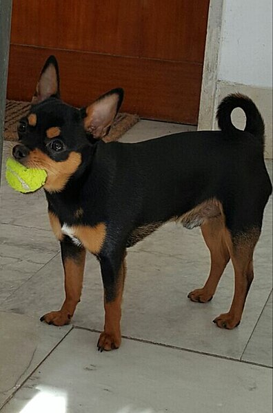 File:Chihuahua a pelo raso.jpg