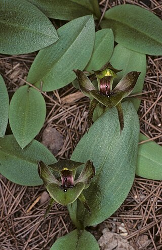 <i>Chiloglottis gunnii</i> Species of orchid