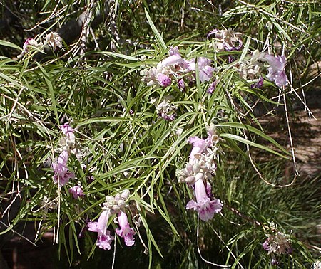 Chilopsis linearis