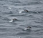 Hakremspingviner fotograferade utanför Sydorkneyöarna.