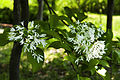 Chionanthus retusus - Chinese Fringetree - 8.jpg