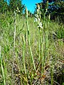 Chloraea piquichen