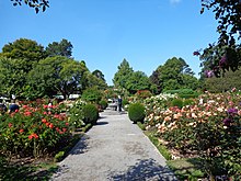 Central Rose Garden Christchurch Botanic Gardens 08.JPG