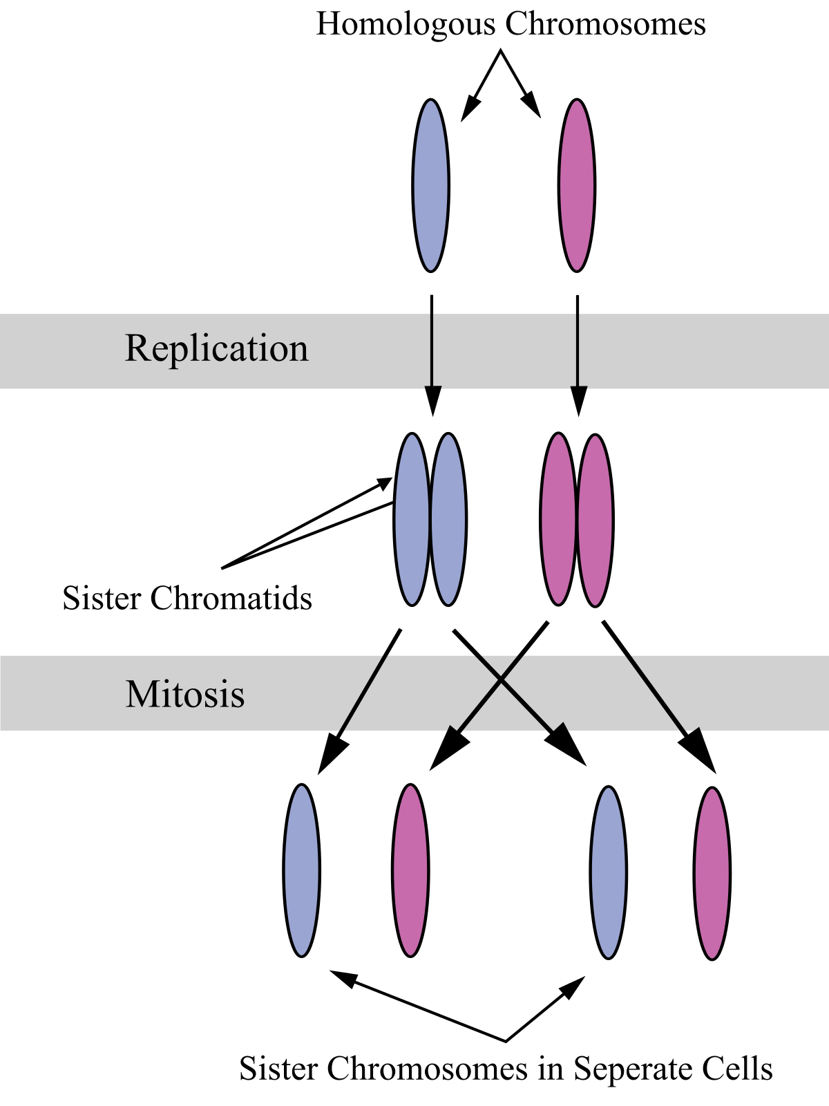 homologous chromosomes and sister chromatids
