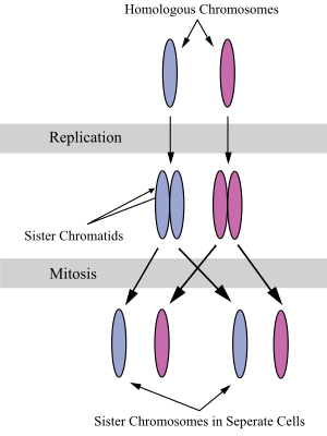 Chromosomes during mitosis.svg