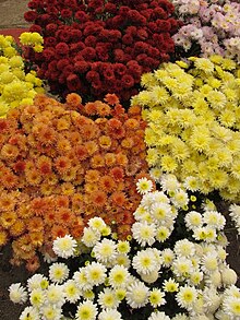 Chrysanthemum - Jardin Botanique Indien - Howrah 2012-01-29 1757.JPG