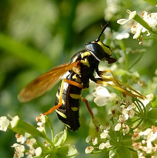 Chrysotoxum vernale