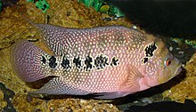 Cichlidae fish 2008 G3.jpg