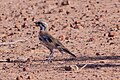 Cinnamon Quail-Thrush (Cinclosoma cinnamomeum).jpg