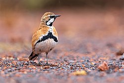 Cinnamon Quail-thrush 0A2A9195.jpg