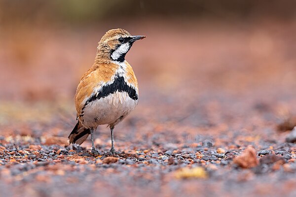 Cinnamon quail-thrush