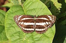 Clear Sailer Neptis clinia by Dr Raju Kasambe (1).JPG