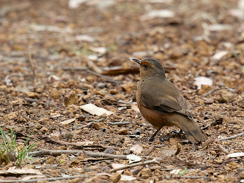 File:Climacteridae - Climacteris rufa.jpg