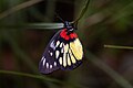 * Nomination Close wing of Delias pasithoe (Linnaeus, 1767) - Red-base Jezebel. By User:Ankit0908 --Atudu 07:37, 29 April 2024 (UTC) * Promotion  Support Very nice --MB-one 10:19, 29 April 2024 (UTC)